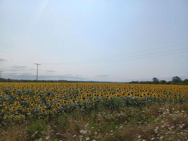 Na području Pelagićeva sve više uzgajivača suncokreta