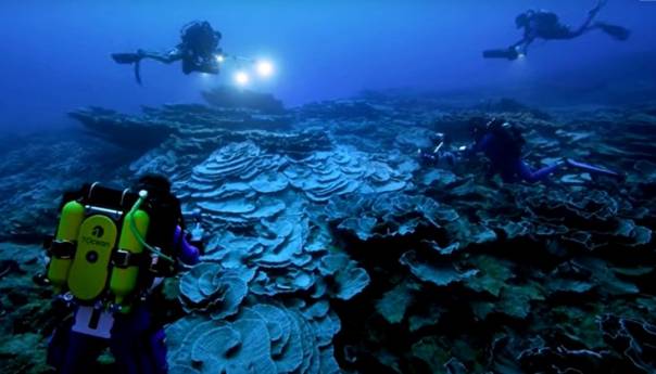 Na Tahitiju otkriven ogromni  koraljni greben