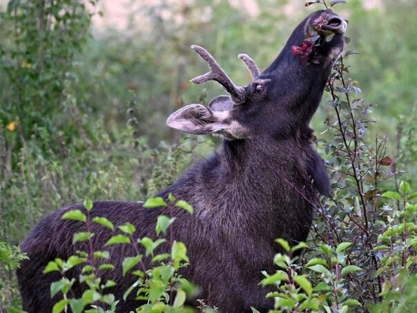 Najpoznatiji evropski los Emil dobio slikovnicu