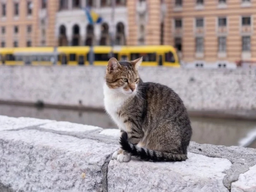 Najpoznatiji sarajevski mačak ponovo nestao, jeste li ga vidjeli?