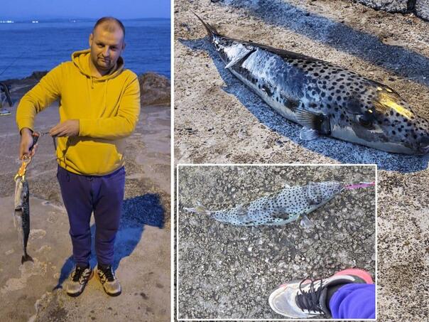 Najsmrtonosnija riba u Jadranu: Nije znao šta je ulovio, a onda ga dočekalo iznenađenje