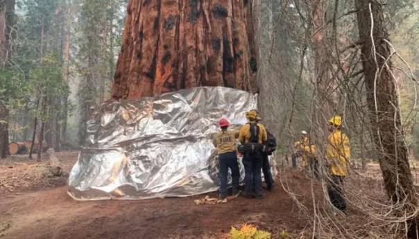 Najveće drvo na svijetu umotano u foliju kako bi ga zaštitili od požara