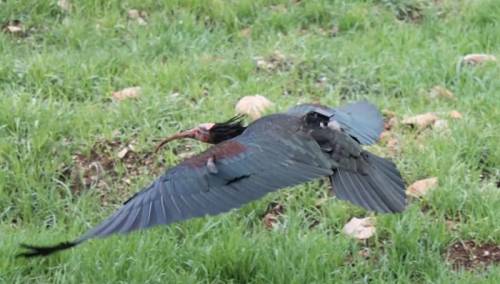 Nakon više od 200 godina ćelavi ibis viđen u dolini Neretve