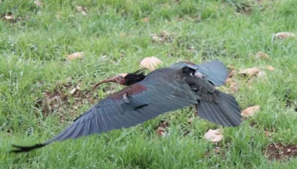 Nakon više od 200 godina ćelavi ibis viđen u dolini Neretve