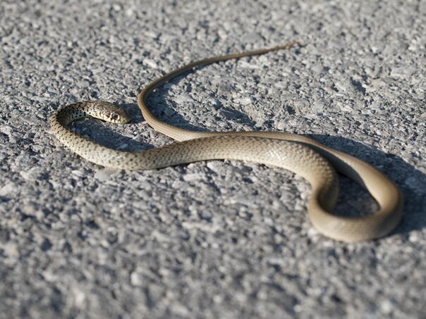 Napravio veliku grešku: Zmija ujela čovjeka u centru Kragujevca