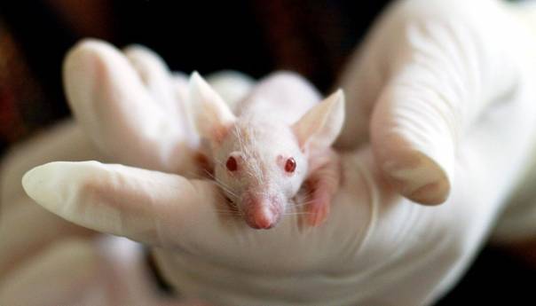 Naučnici omogućili paralizovanim miševima da prohodaju