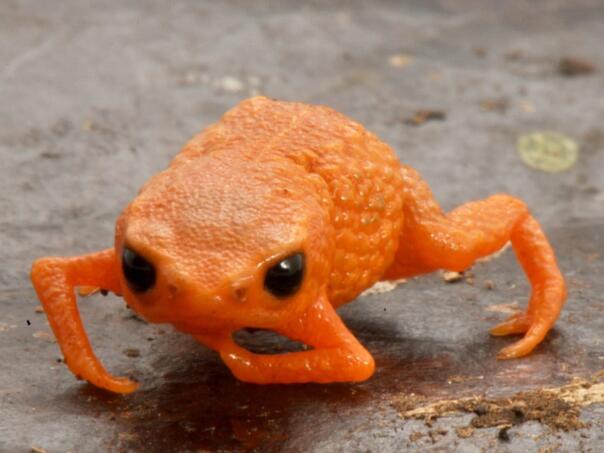 Naučnici u Brazilu otkrili novu vrstu krastače