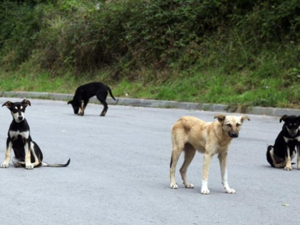 Nebriga o čoporima: Psi lutalice i dalje siju strah Sarajevom