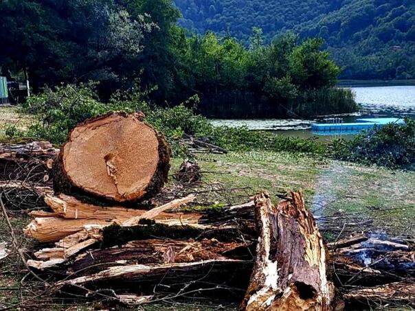 Nema drame na Boračkom: Uklonjena bolesna stabla, ugrožavala sigurnost