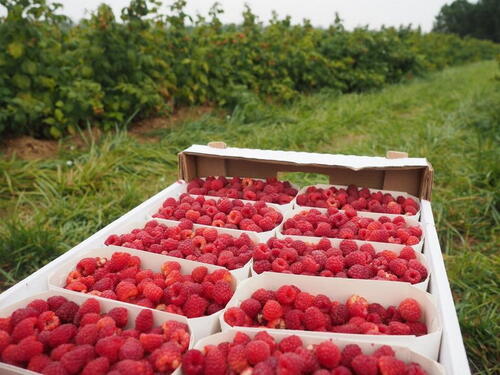 Neobična krađa u Bratuncu: Lopovi ukrali 150 kilograma ubranih malina