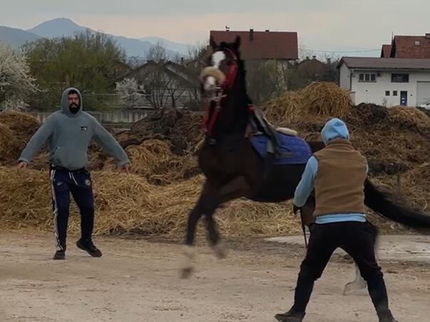 Nesvakidašnja situacija uoči treninga Zmajeva, konj zamalo ušao u kamp