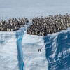 Nevjerovatan prizor prvi put zabilježen kamerom: 700 mladih pingvina skakalo s litice