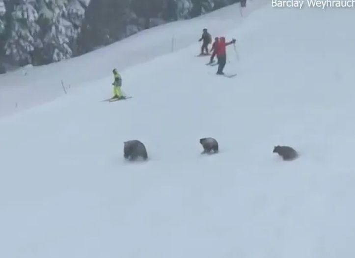 Nevjerovatan snimak: Medvjedi napali skijaše u Americi