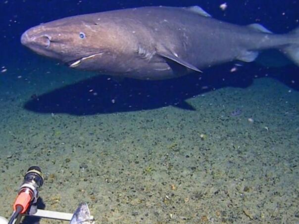 Morski pas snimljen prvi put u zaleđenim vodama Antarktike