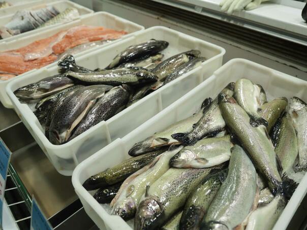 Nisu sve ribe zdrave: Stručnjaci otkrivaju koje vrste treba izbjegavati