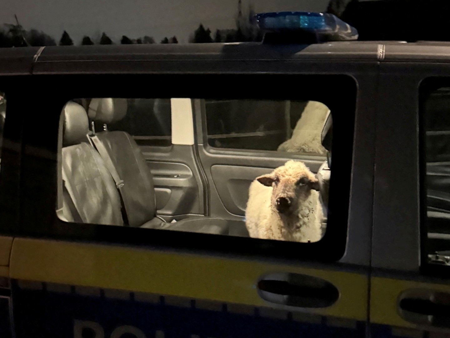 Njemačka: Odbjeglu ovcu policija sprovela vozilom u stanicu