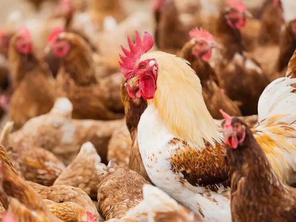 Njemačku pogodila nova epidemija ptičje gripe