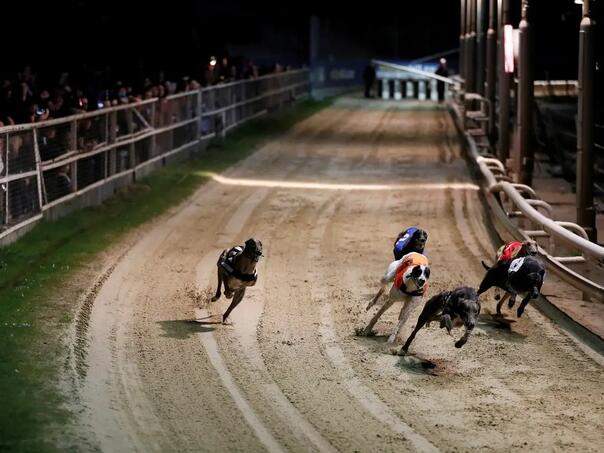 Novi Zeland planira zabraniti utrke pasa: Dobrobit životinja na prvom mjestu