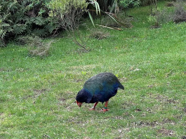 Novi Zeland potvrdio prvi slučaj ptičje gripe H5N1 kod domaće ptice