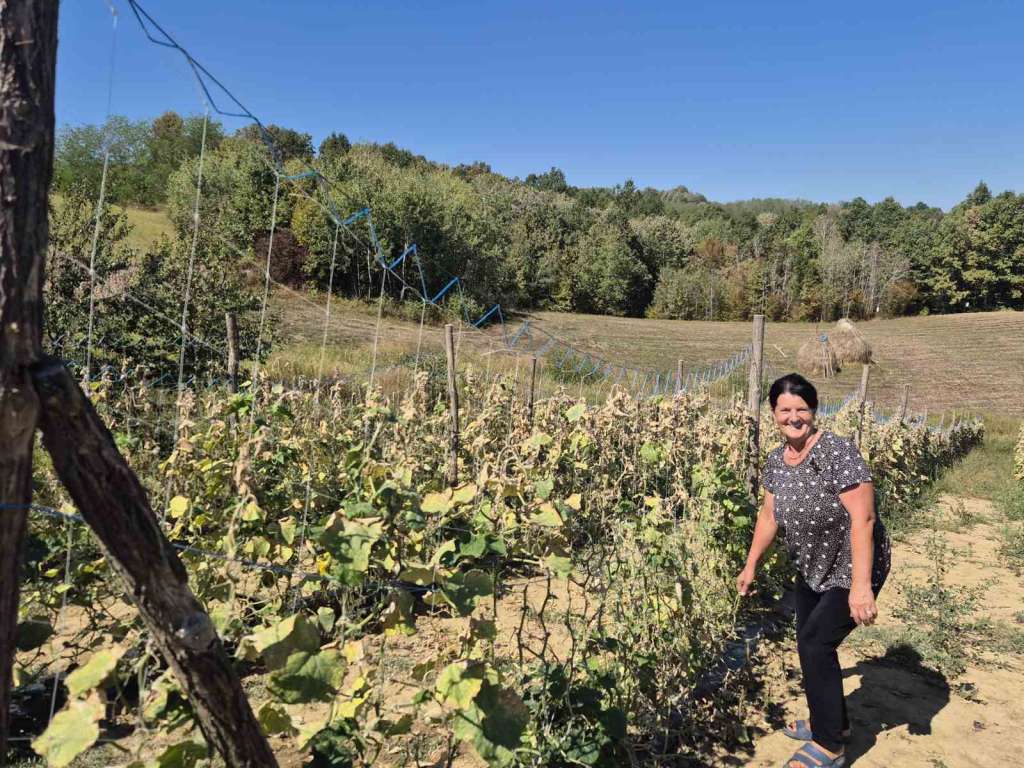 Od ranog jutra do mraka na njivi: Proizvođači kornišona uprkos suši vide računicu