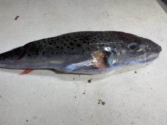 Opasna riba u Jadranu: Srebrenopruga napuhača ponovo ulovljena