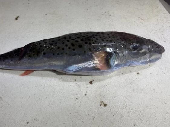 Opasna riba ulovljena u Jadranu: Može biti smrtonosna