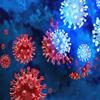 Opasni virus hara u regionu: Pet smrtnih slučajeva