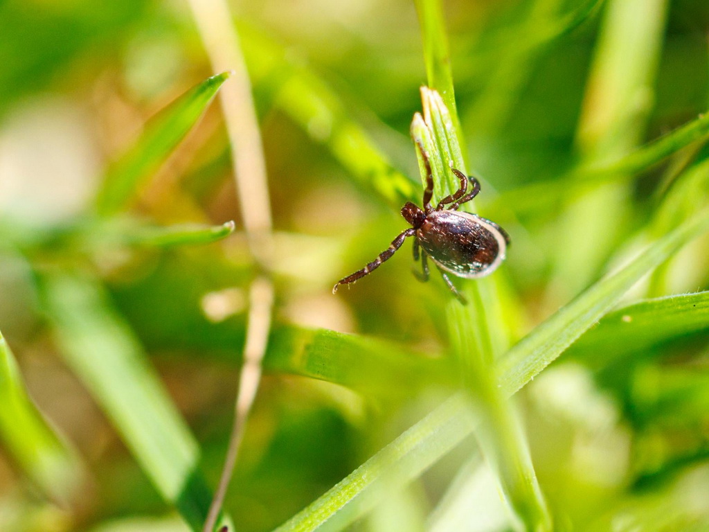 Opasnost vreba iz trave: Sve što trebate znati o ujedu krpelja
