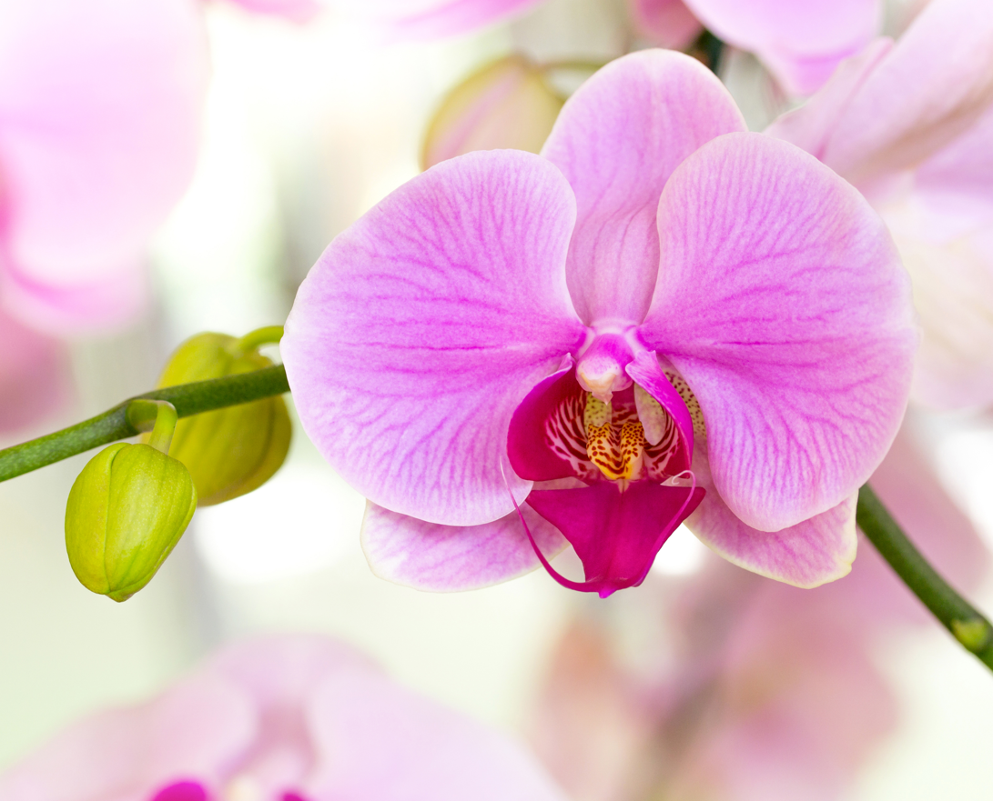 Orhideja je idealan dodatak svakom domu