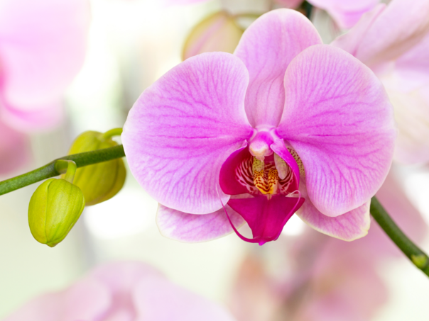 Orhideja je idealan dodatak svakom domu