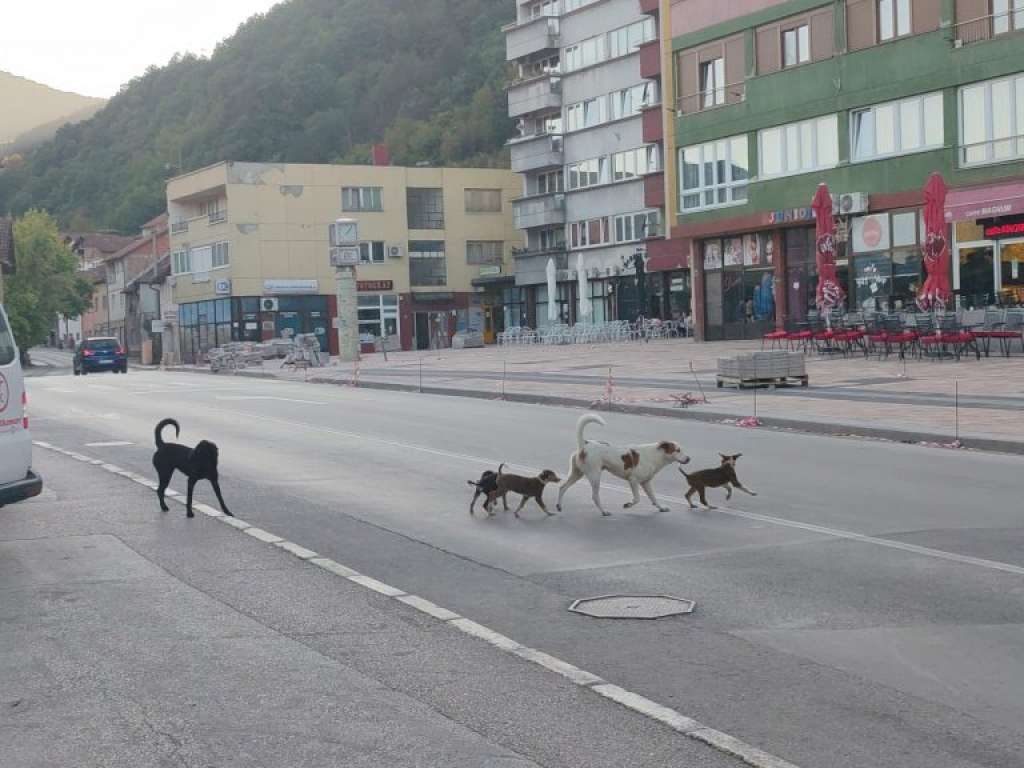 Dječak iz Goražda zadržan u bolnici nakon napada psa lutalice