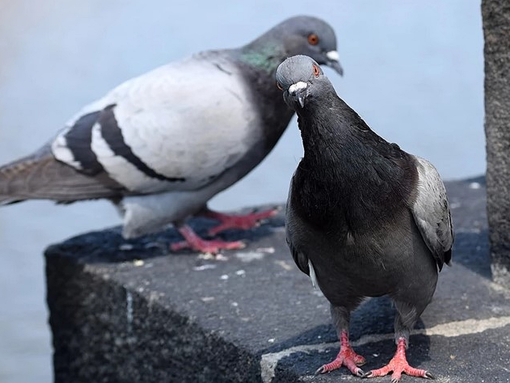Otjerajte golubove sa balkona uz ovaj predmet, svi ga imamo kod kuće