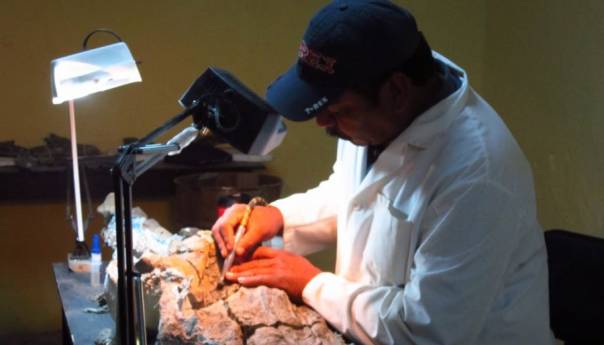 Otkrivena nova vrsta dinosaurusa