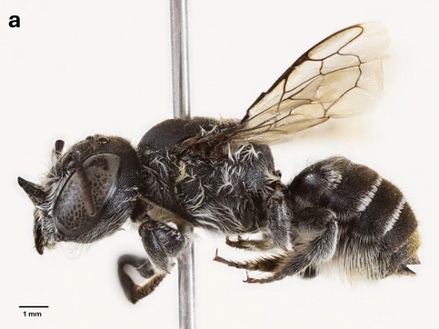 Otkrivena nova vrsta pčele u Australiji, dobila ime po Netflixovoj seriji