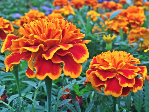 Ova biljka je prirodni insekticid: Posadite je i otjerajte štetočine iz vrta