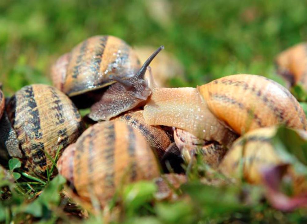Ovaj prirodni sprej tjera puževe iz vrta: Sastojke imate kod kuće