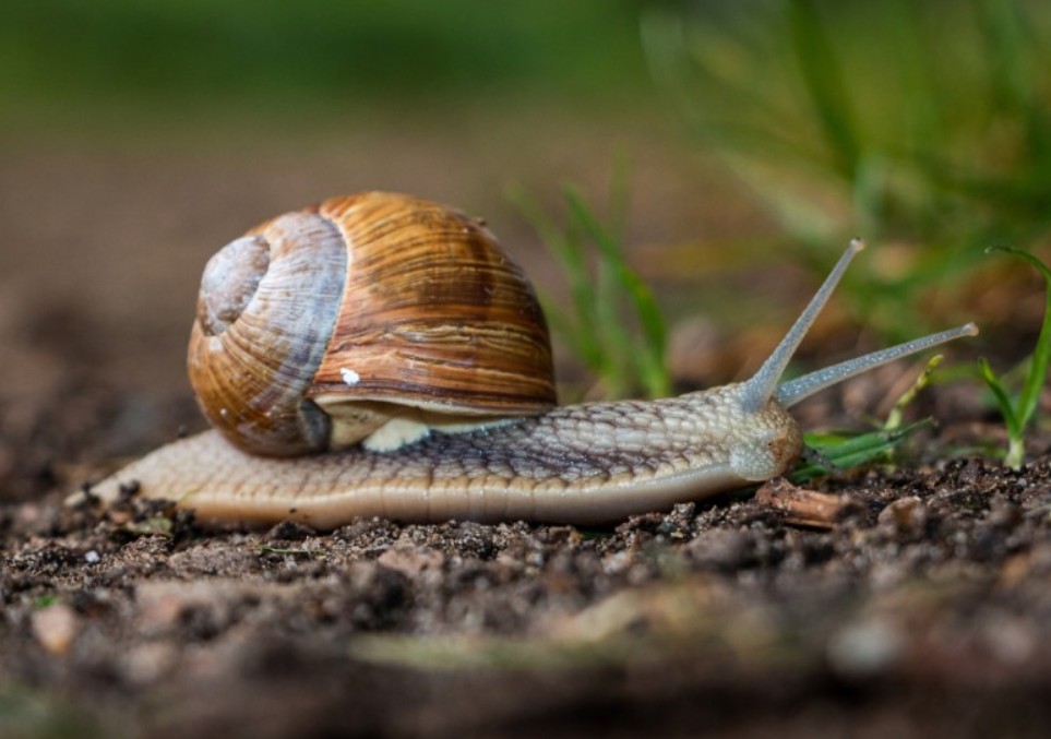 Ovaj prirodni sprej tjera puževe iz vrta: Sastojke imate kod kuće