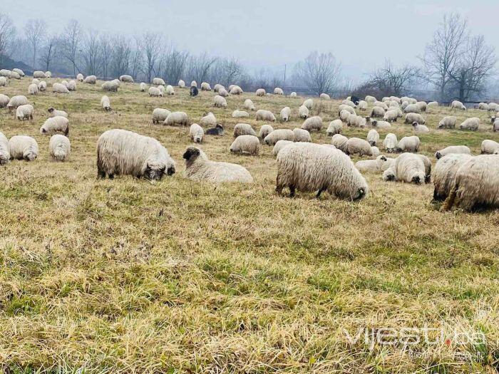 Ovčarstvo u TK stagnira uprkos sve većim poticajima sa nivoa FBiH