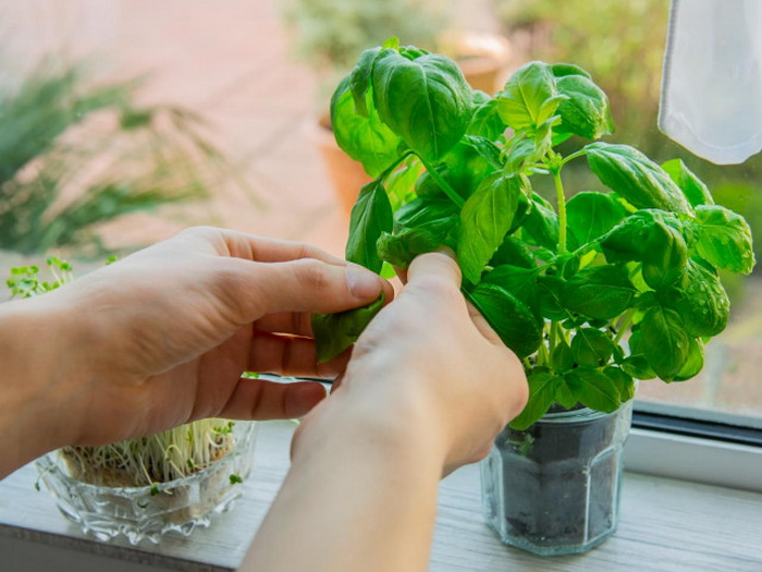 Ove tri biljke komarci ne podnose