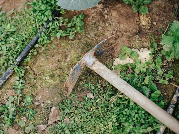 Ovo izbacite iz dvorišta, privlači jako zmije