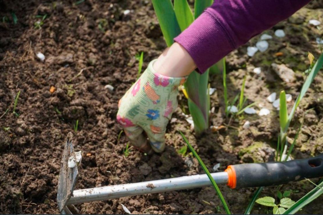 Ovo stavite u baštu tokom zime i biljke će bujati u proljeće