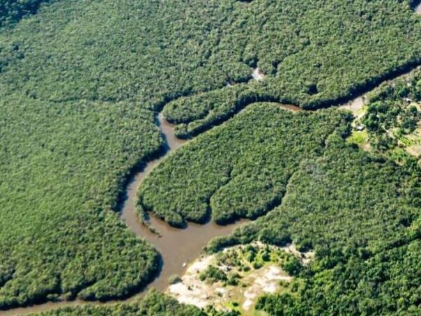 Pad krčenja tropskih prašuma usporava, ali gubitak i dalje alarmantan