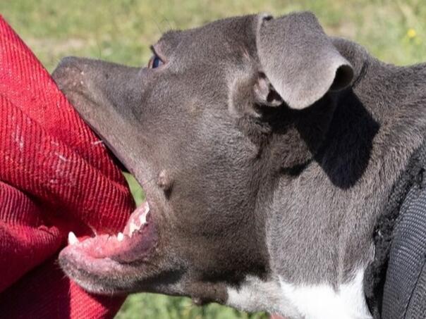 Pas napao djevojčice ispred vrtića, jedna lakše povrijeđena