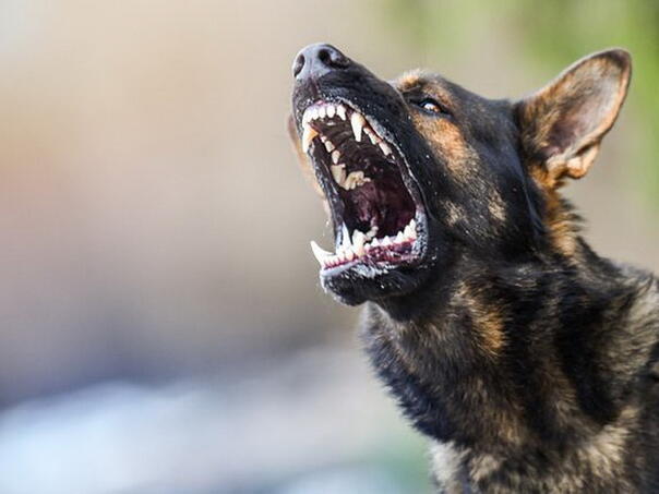 Pas u Goraždu napao dječaka (8), nanio mu povrede po glavi i tijelu