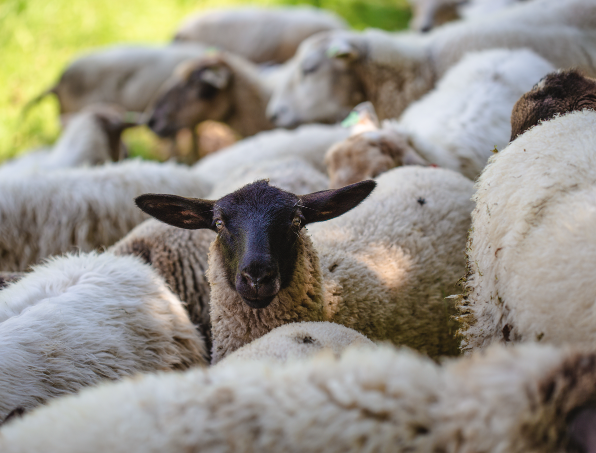 Pojačane veterinarske kontrole uoči Kurban-bajrama