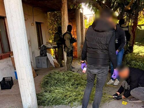 Policija na jugu BiH pronašla plantažu droge kanabis