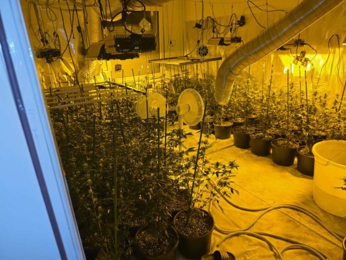 Policija u stanu Sarajlije pronašla laboratorije marihuane i 260 stabljika