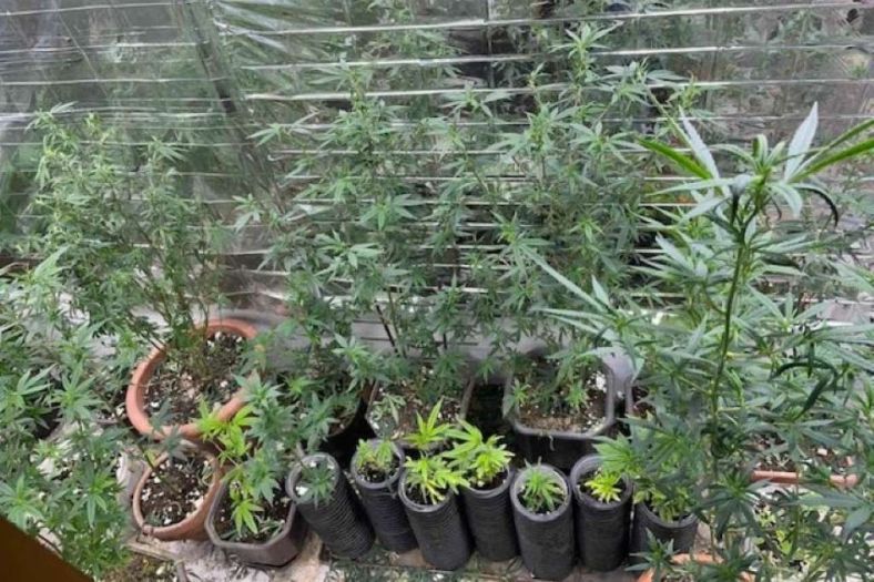 Policija u Žepču pronašla laboratoriju za uzgoj indijske konoplje