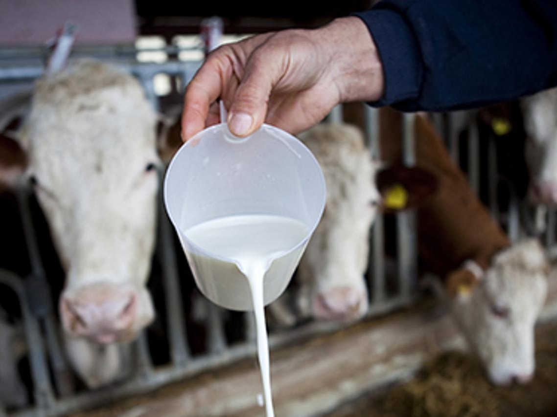 Poljoprivrednici upozoravaju: Pad cijena mlijeka prijeti gašenjem farmi