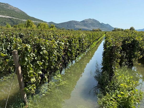 Poplavljena polja vinove loze u Vrgorcu